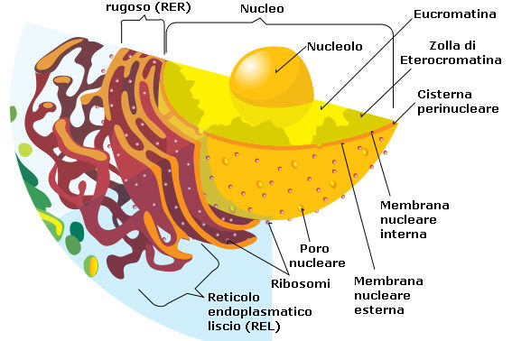 Schema_nucleo_cellulare