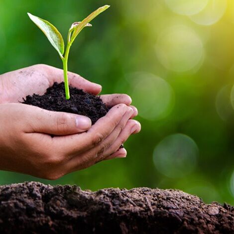 environment Earth Day In the hands of trees growing seedlings. Bokeh green Background Female hand holding tree on nature field grass Forest conservation concept