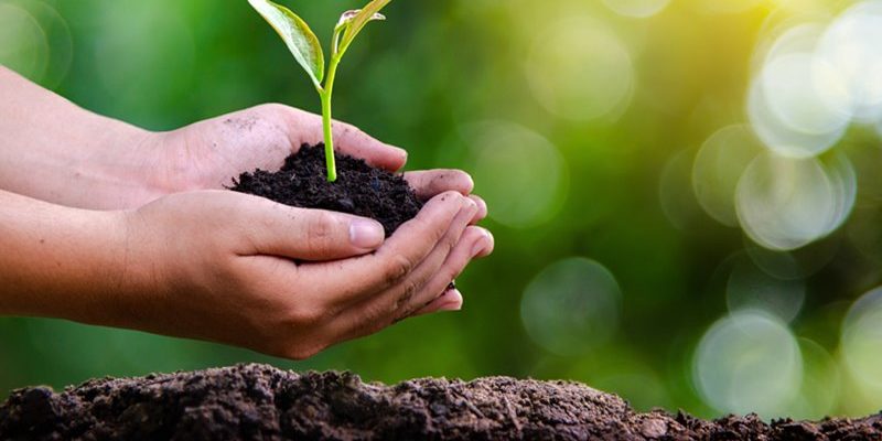 environment Earth Day In the hands of trees growing seedlings. Bokeh green Background Female hand holding tree on nature field grass Forest conservation concept