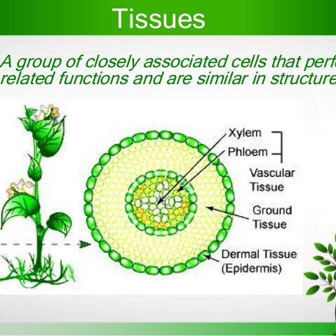 plant-tissues-2-638