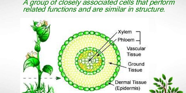 plant-tissues-2-638
