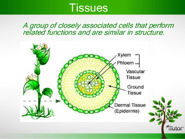 plant-tissue-tuemaster