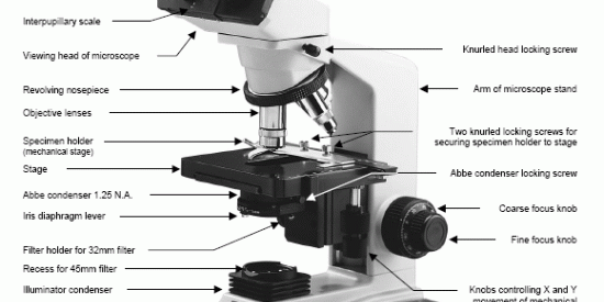 การใช้กล้องจุลทรรศน์