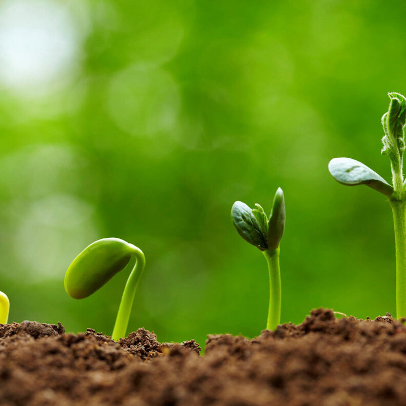 Kingdom Plantae