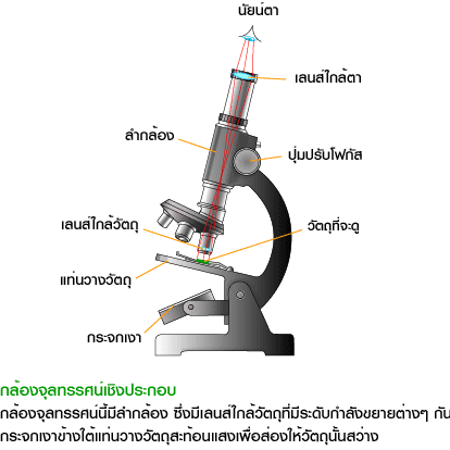 การศึกษาชีววิทยา การศึกษาชีววิทยา