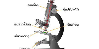 การศึกษาชีววิทยา