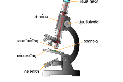 การศึกษาชีววิทยา การศึกษาชีววิทยา