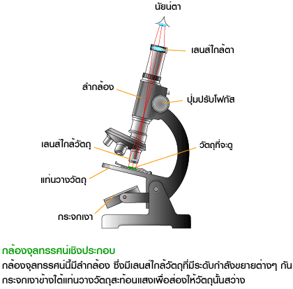การศึกษาชีววิทยา