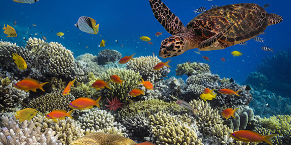 Turtle – Eretmochelys imbricata floats under water