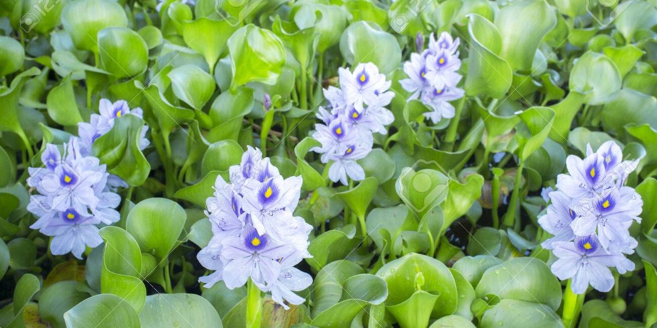 Eichhornia crassipes or water hyacinth flowers