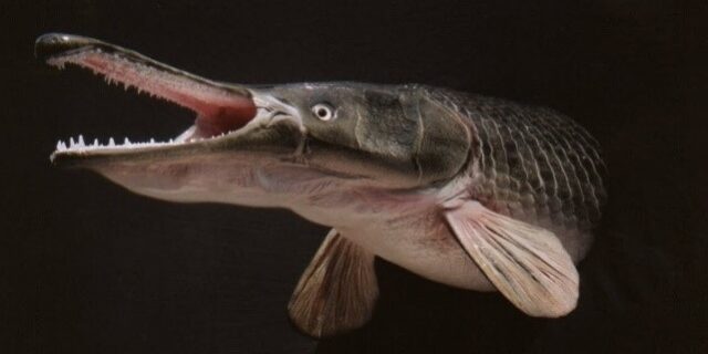 ปลาอัลลิเกเตอร์