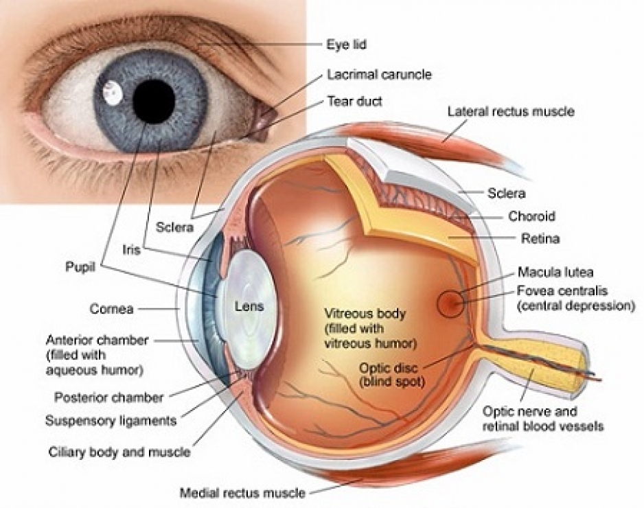 Eye Anatomy Tuemaster   24 