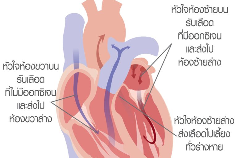 การทำงานของระบบหัวใจ