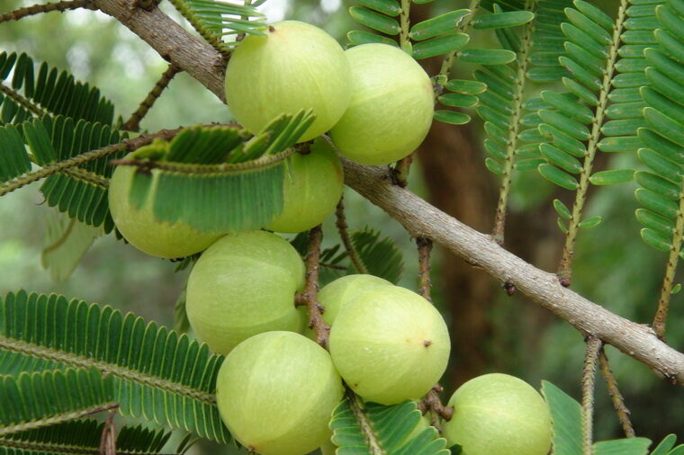 มะขามป้อม