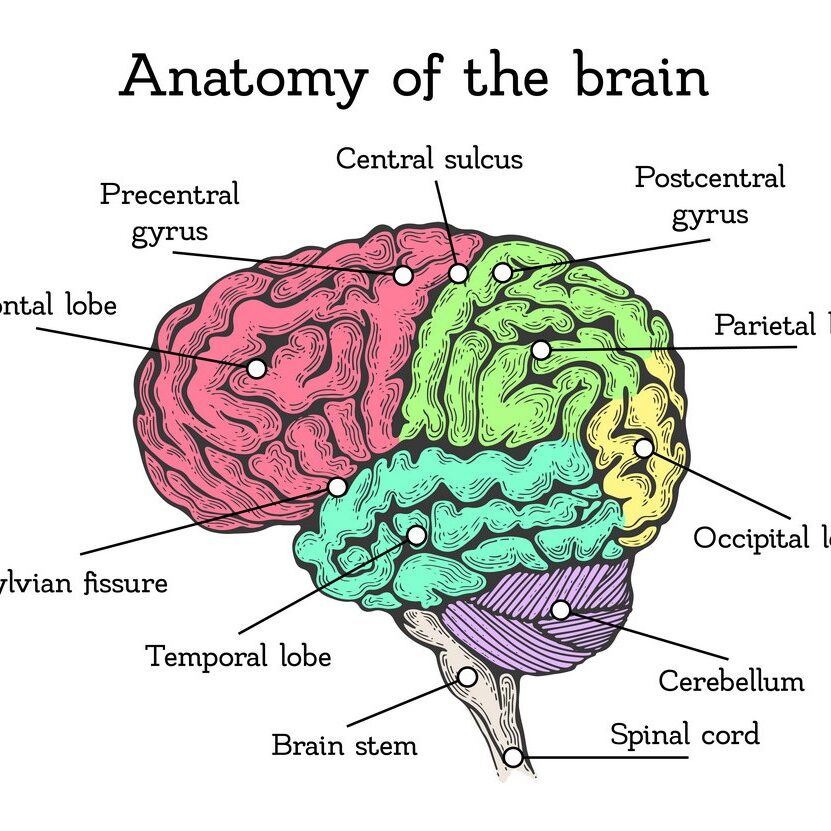 Brain anatomy color scheme
