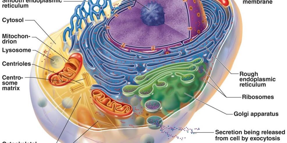 โครงสร้างและหน้าที่ของเซลล์