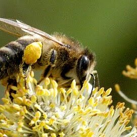 Apis.mellifera