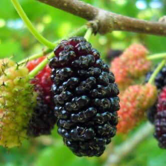 Mulberry