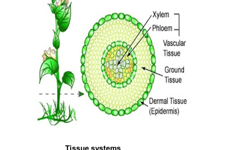 Tissue systems