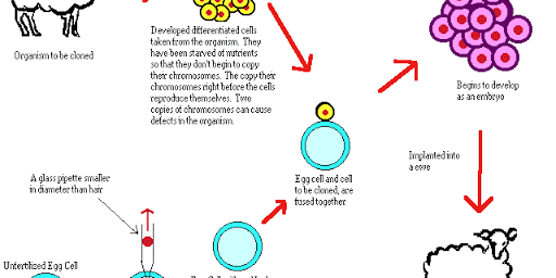 การโคลนยีน