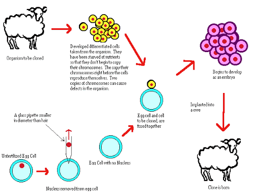 การโคลนยีน