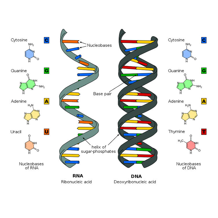 DNA