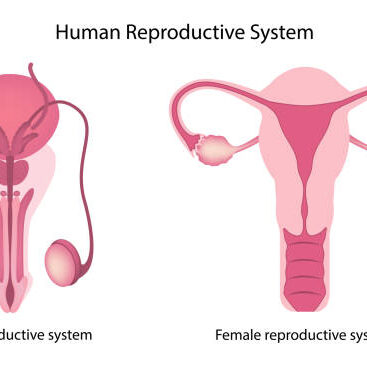 Human reproductive system anatomy