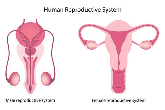 Human reproductive system anatomy