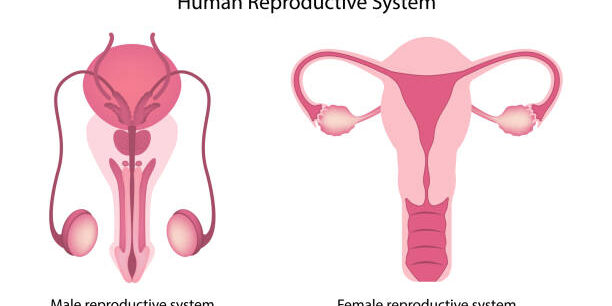 Human reproductive system anatomy
