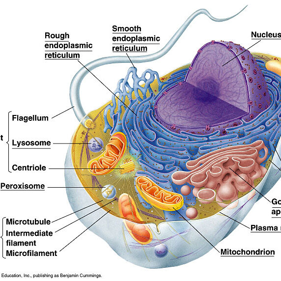 animalcell