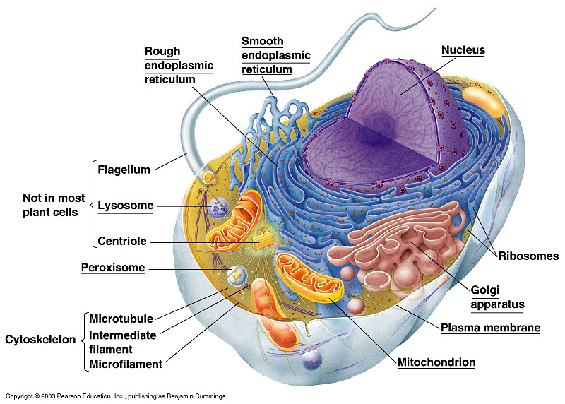 cell-of-organisms-tuemaster