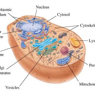 bio