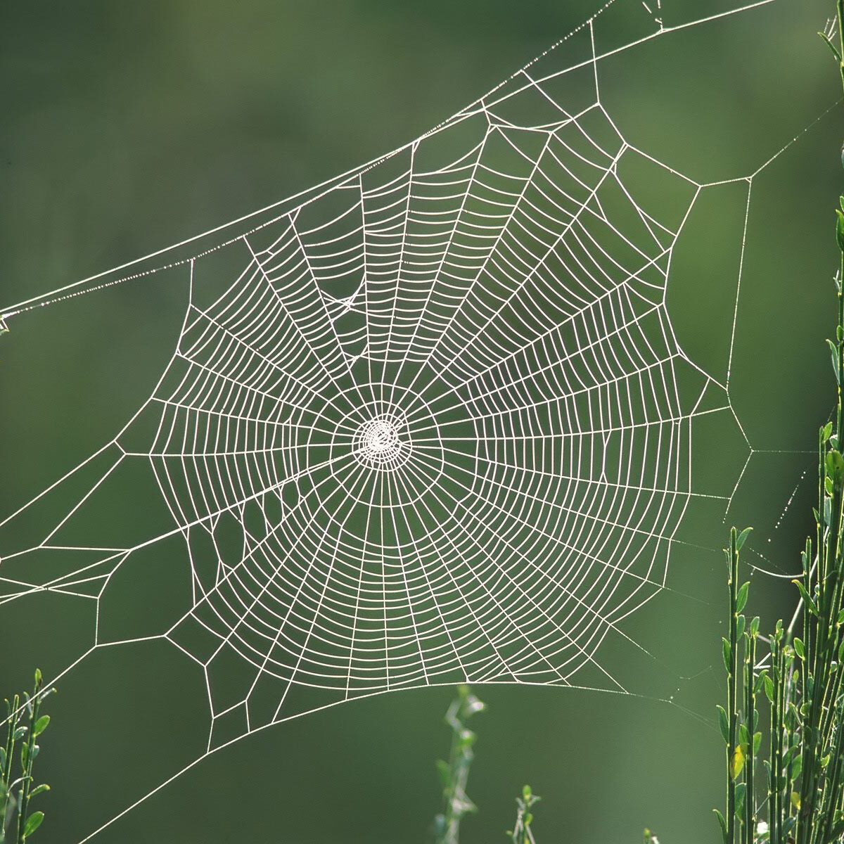 spider_web