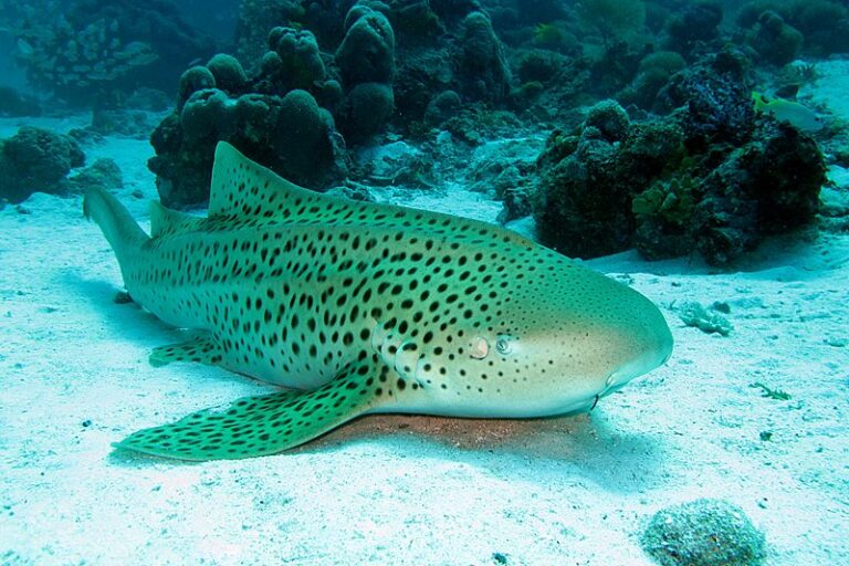 ฉลามเสือดาว