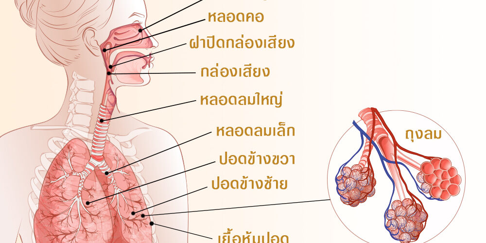 ระบบหายใจ.