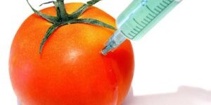 blog-image-gmfoods-small