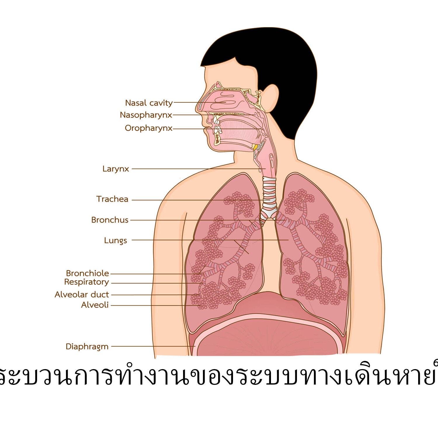 ระบบหายใจ