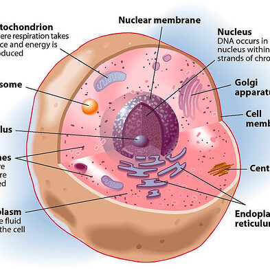 เยื่อหุ้มนิวเคลียส ( nuclear membrane)