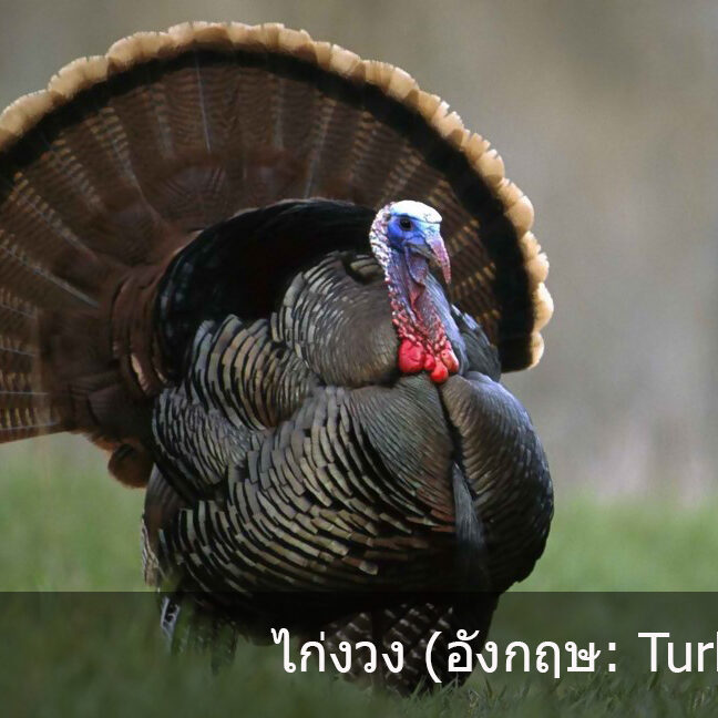 ไก่งวง