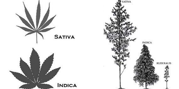 กัญชงและกัญชา