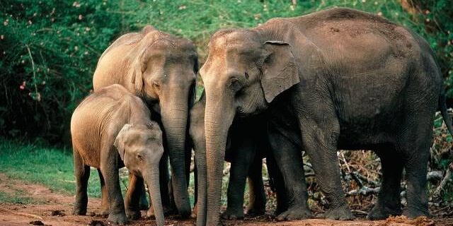 ช้างไทย