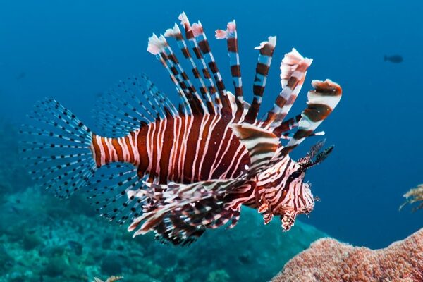 ปลาสิงโต