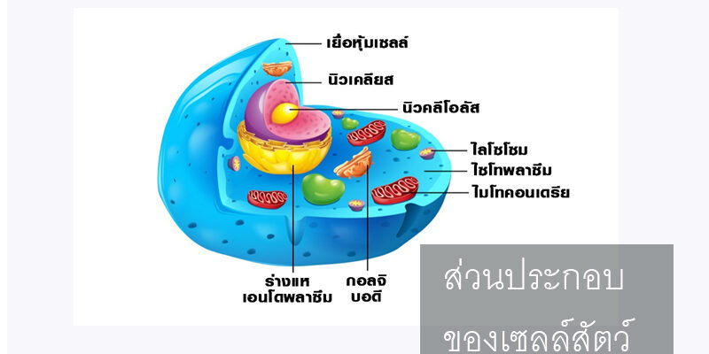ส่วนประกอบของเซลล์สัตว์