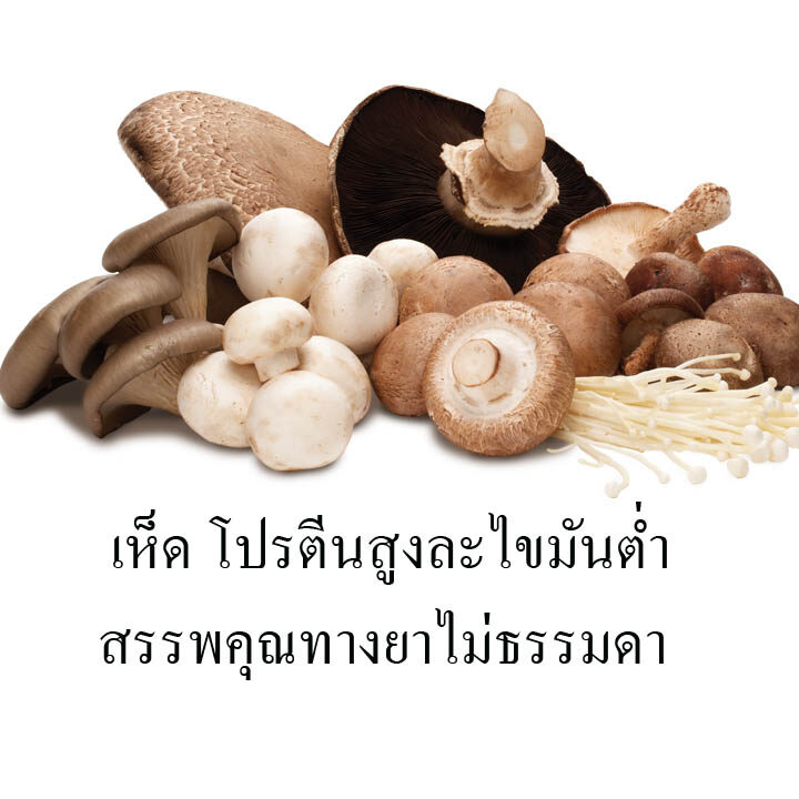เห็ด โปรตีนสูงละไขมันต่ำ สรรพคุณทางยาไม่ธรรมดา
