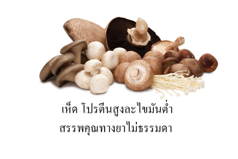 เห็ด โปรตีนสูงละไขมันต่ำ สรรพคุณทางยาไม่ธรรมดา