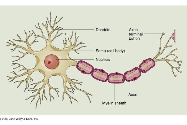 โครงสร้างของเซลล์ประสาท
