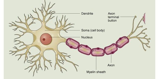 โครงสร้างของเซลล์ประสาท