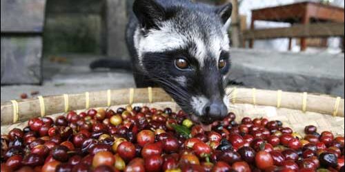 กาแฟขี้ชะมด