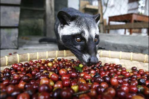 กาแฟขี้ชะมด