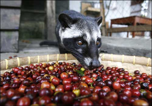 กาแฟขี้ชะมด